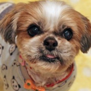 仮名：ペコ　フレンドリー