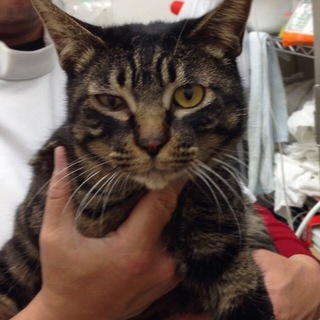 飼育放棄の家から引上げ、きんちゃん