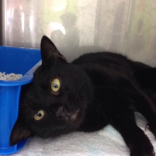 飼育放棄の家から引上げ、こつぶちゃん