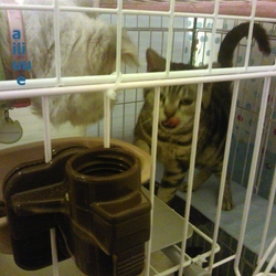 「可愛い猫」サムネイル2