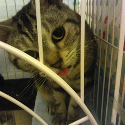 「可愛い猫」サムネイル3