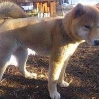 若くて飼い易い柴　ジンジャ君１０ヶ月位