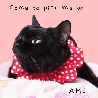 ブラックビューティーアミ☆可愛い過ぎてゴメンにゃ