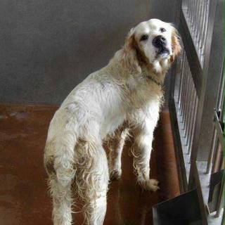 この子を助けて下さい