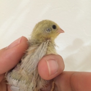 ひめうずら2015.03.01生まれ 