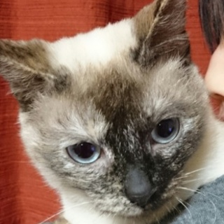 青い目が魅力的♪