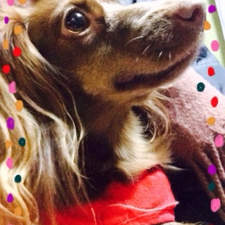 カニンヘンダックス2歳女の子