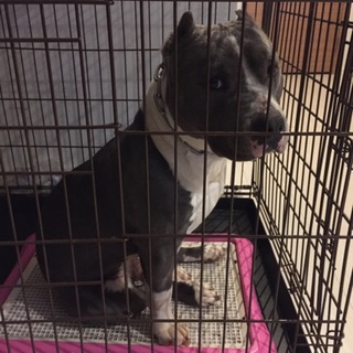 ピットブル《アメリカンブリー》1歳ちょっと