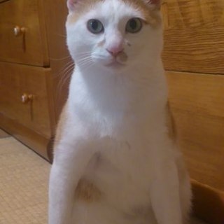 訳あって私が障害者になってしまったので