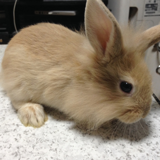 「交渉中：一旦停止」子ウサギの里親を募集しています