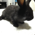 「交渉中：一旦停止」子ウサギの里親を募集しています