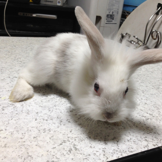 「交渉中：一旦停止」子ウサギの里親を募集しています