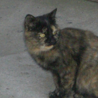 さび猫の女の子利口です。里親さんを探しています。