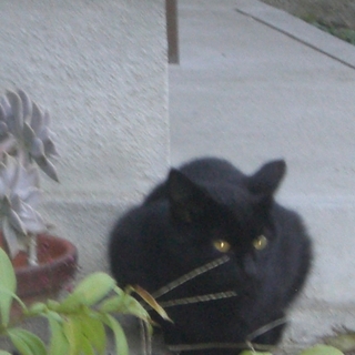 真っ直ぐしっぽの美しい黒猫です。