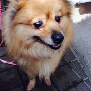 ポメmix♀ゆずちゃん