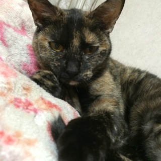 決定【みるく】甘えん坊、一緒にお昼ねして下さる方。