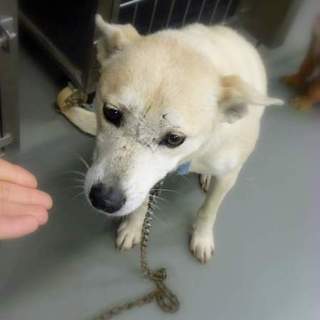 ☆農園でひどい飼い方をされていたアカちゃん☆