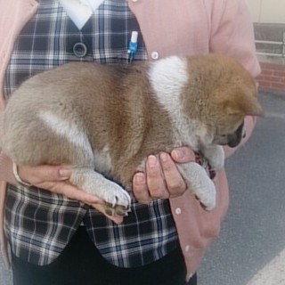 ☆コロコロかわいい　ブチ柄　女の子☆