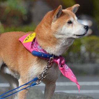 新しいおウチを募集しています！