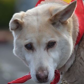 新しいおウチを募集しています！