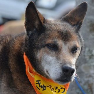 新しいおウチを募集しています！