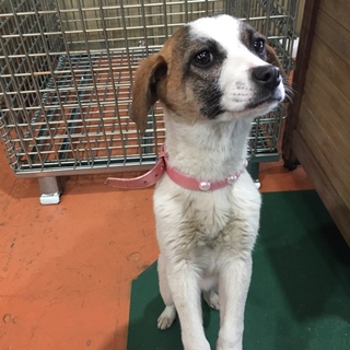 ビーグル風の子犬がさまよっていました