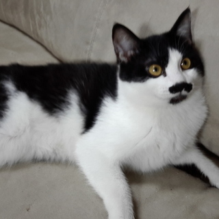 小さなテンコくん