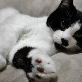 可愛い顔立ちのしろくろ君