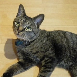 ちょいおとぼけな甘ったれ