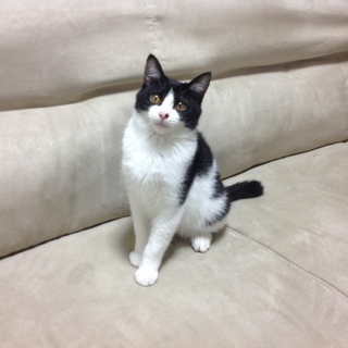 プーちゃんは腹を見せながら寝る姿がとっても愛らしい