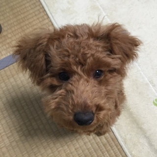 トイプードル♂　７ヶ月です！