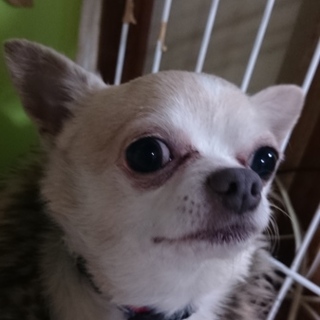 スムースチワワ男の子