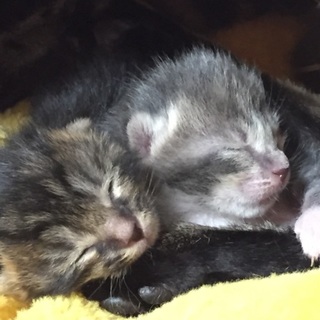 お雛祭りに生まれましたぁ(*^^*)