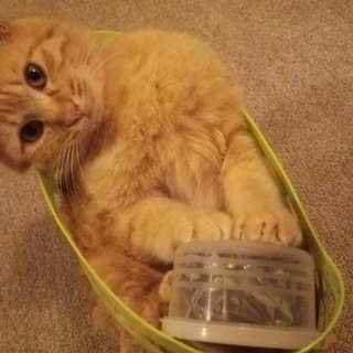 【交渉中のため募集終了】茶トラの男の子(保護中)