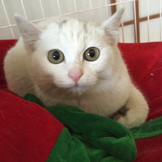 ふわもこ3か月中毛子猫