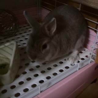 ウサギ二歳里親探しています