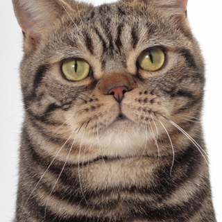 アメリカンショートヘア2歳の男の子