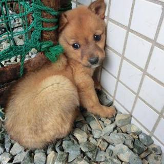 この子の命を救ってください。