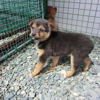 この子の命を救ってください。