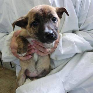 この子の命を救ってください。