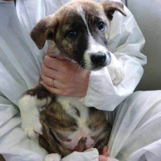 この子の命を救ってください。