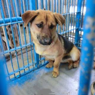 この子の命を救ってください。