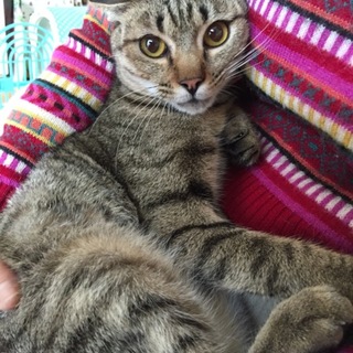 おちゃめな雉トラのサキちゃん