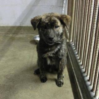 この子の命を救ってください。