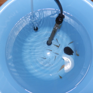 【急募】熱帯魚＋ニオイガメ＋水槽一式