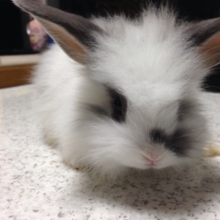 「交渉中：一旦停止」子ウサギの里親を募集しています