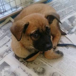 ☆愛嬌いっぱいの鼻黒　女の子　げんこちゃん☆