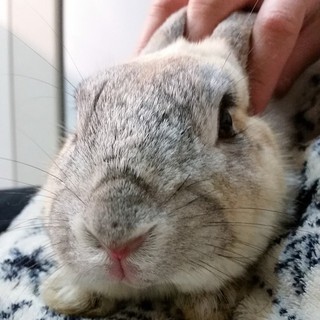 ジロー♂２～３才　レスキューうさぎの新家庭募集