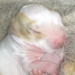 里親さんにお伝えする成長記録.・