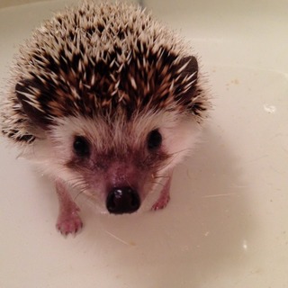 ハリネズミ　ノーマル